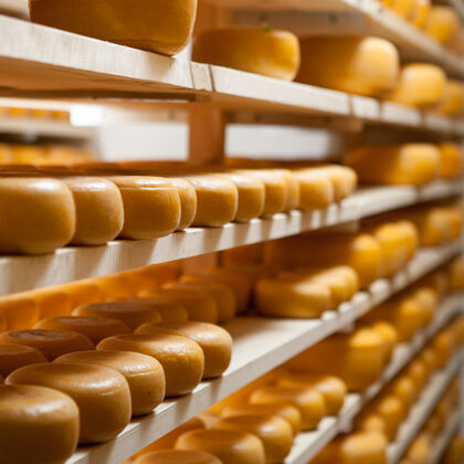 Ievas siers ražotne